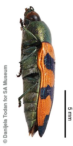 Castiarina lukini, holotype, adapted from original, CC-BY-NC-SA 4.0, EP, photo by Danijela Todan for SA Museum